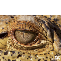 گونه کروکودیل پوزه کوتاه Mugger Crocodile